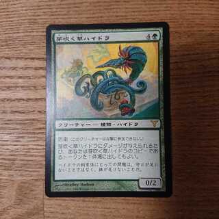 MTG レア 芽吹く草ハイドラ