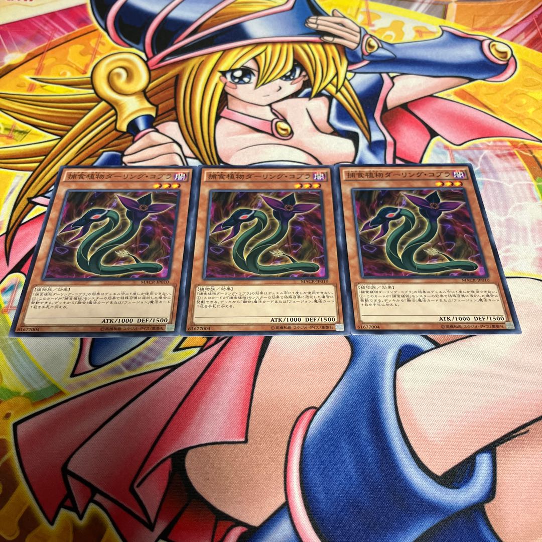 Predaplant Darlingtonia Cobra Normal JP010