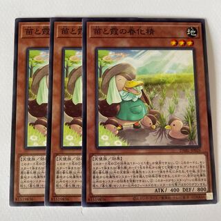 Seedlings and Kasumi no vernalization seijin *182