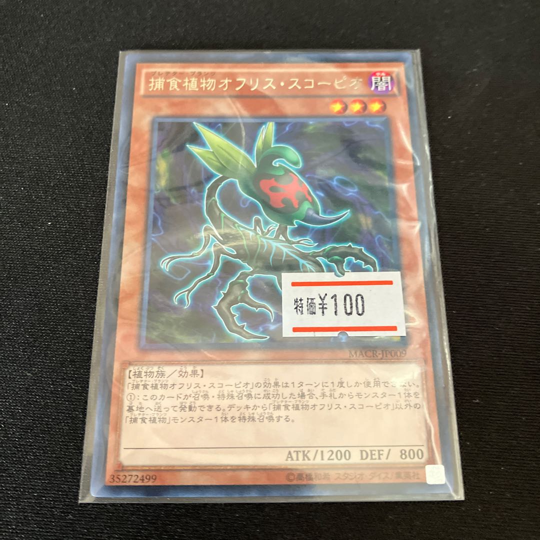 Predaplant Ophrys Scorpio Rare JP009 1 copy Special Price