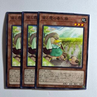 Seedlings and Kasumi no vernalization seijin *212