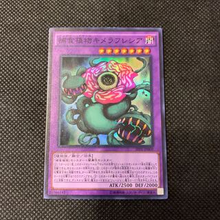 捕食植物キメラフレシア