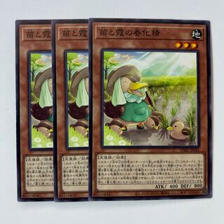 Seedlings and Kasumi no vernalization seijin *482