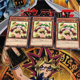 占術姫コインノーマ CPD1 8 レア 3枚セット てら