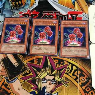 返り咲く薔薇の大輪 TSHD 8 レア 3枚セット てら