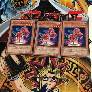 返り咲く薔薇の大輪 TSHD 9 レア 3枚セット てら