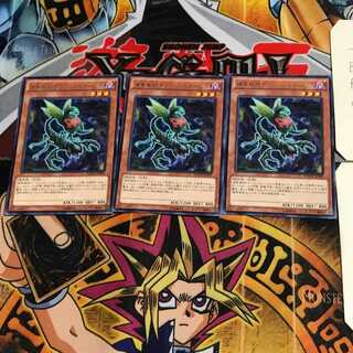 Predaplant Ophrys Scorpio MACR 5 Rare Set of 3 Tera.