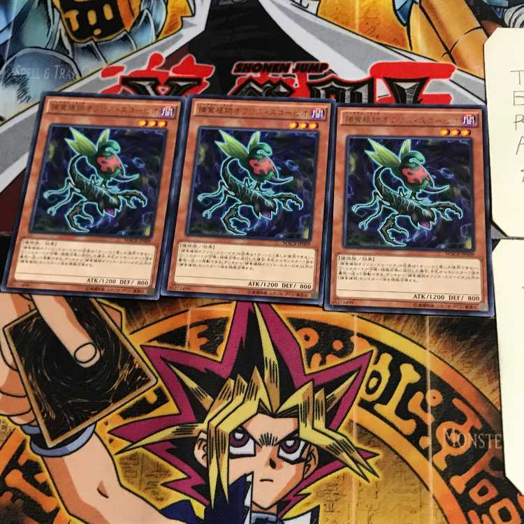 Predaplant Ophrys Scorpio MACR 6 Rare Set of 3 Tera.