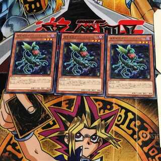 Predaplant Ophrys Scorpio MACR 8 Rare Set of 3 Tera.