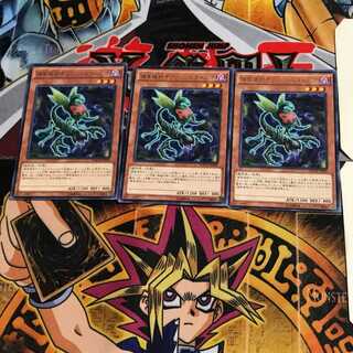 Predaplant Ophrys Scorpio MACR 10 Rare Set of 3 Tera.