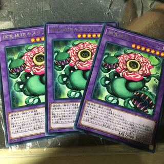 捕食植物キメラフレシア　R 3枚