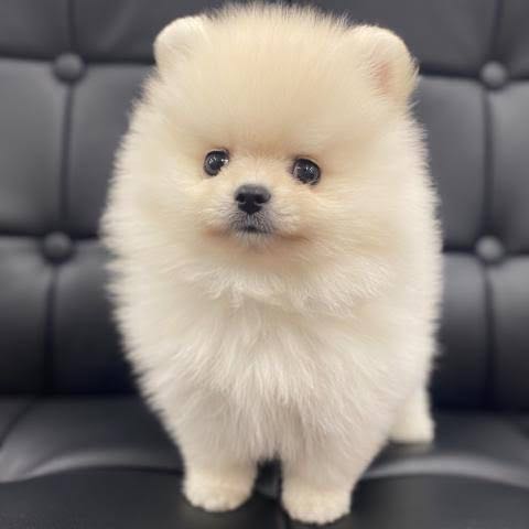 ペキニーズ様専用 ポケカ まとめ売り