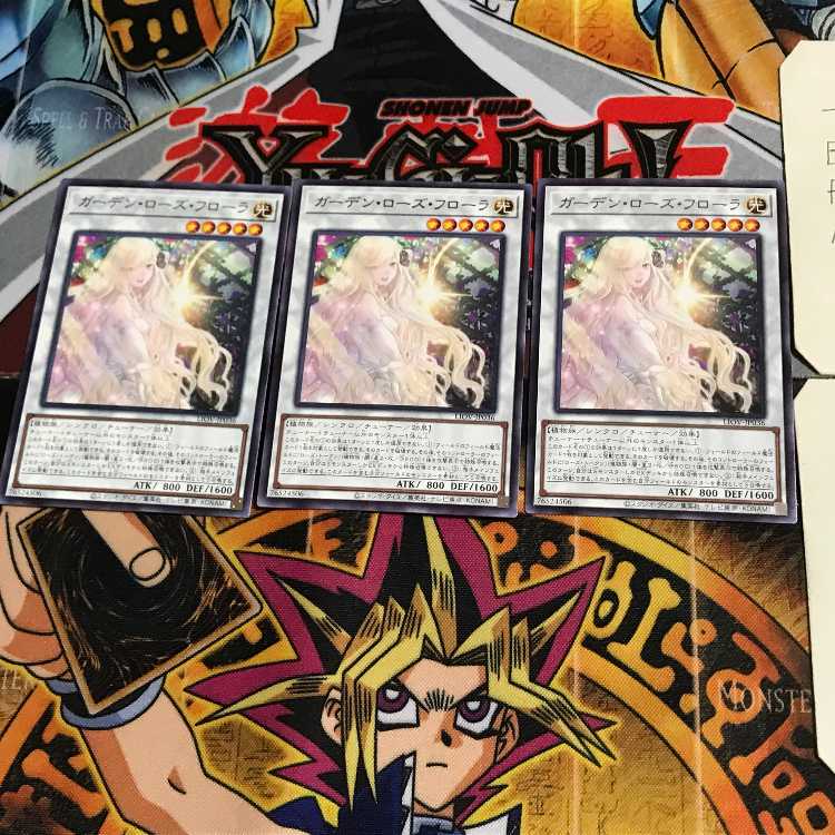 Garden Rose Flora LIOV 9 rare, set of 3 tera