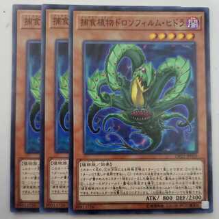 捕食植物ドロソフィルム・ヒドラ 3枚セット