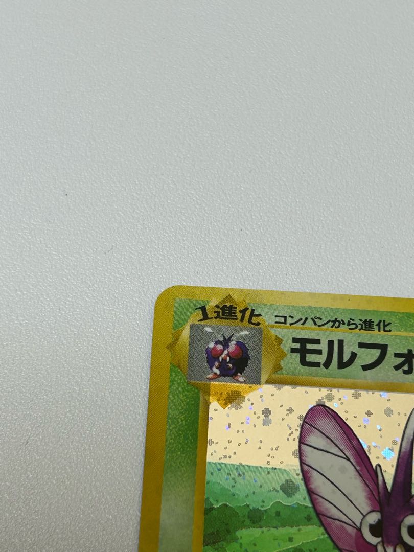 モルフォン 旧裏 1枚