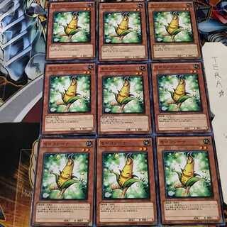 モロコシーナ PR01 1 ノーマル 9枚セット てら