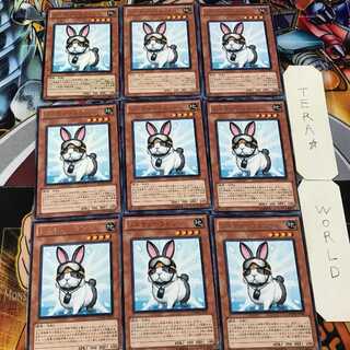 Rescue Rabbit PHSW 5 rare, set of 9 tera
