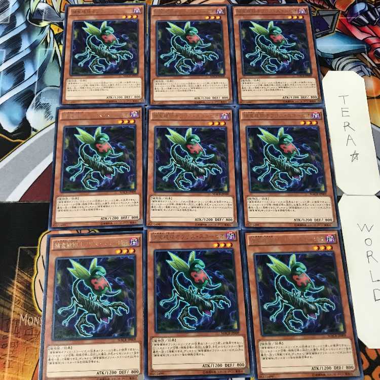 Predaplant Ophrys Scorpio MACR 4 Rare Set of 9 Tera.