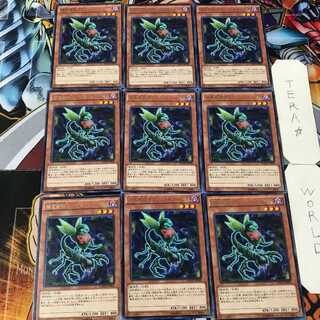 Predaplant Ophrys Scorpio MACR 4 Rare Set of 9 Tera.