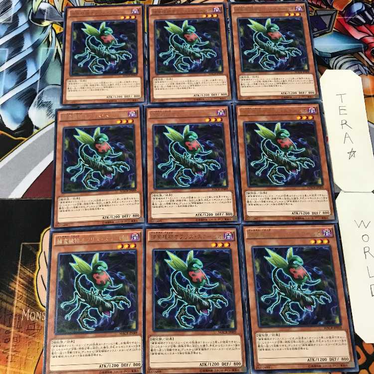 Predaplant Ophrys Scorpio MACR 5 Rare Set of 9 Tera.