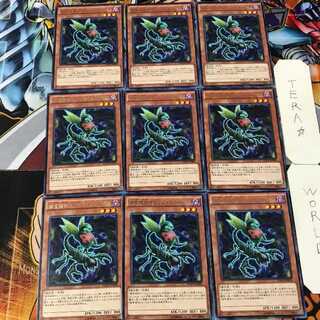 Predaplant Ophrys Scorpio MACR 5 Rare Set of 9 Tera.