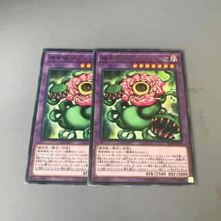 捕食植物キメラフレシア R 2枚