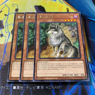 Aloof Lupine Normal rare JP030
