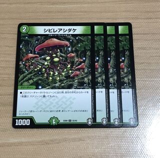 シビレアシダケ　8枚