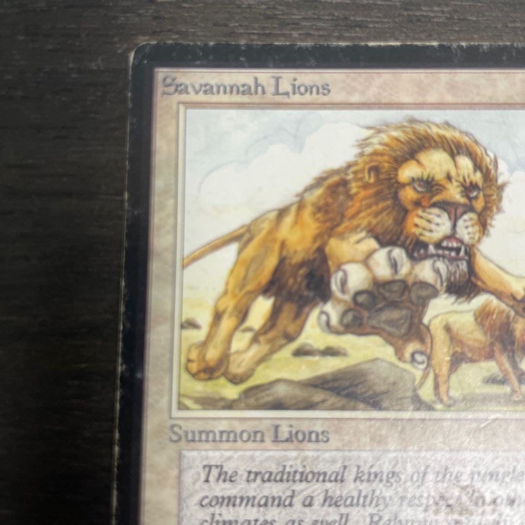 Savannah Lions/Savannah Lions LEB