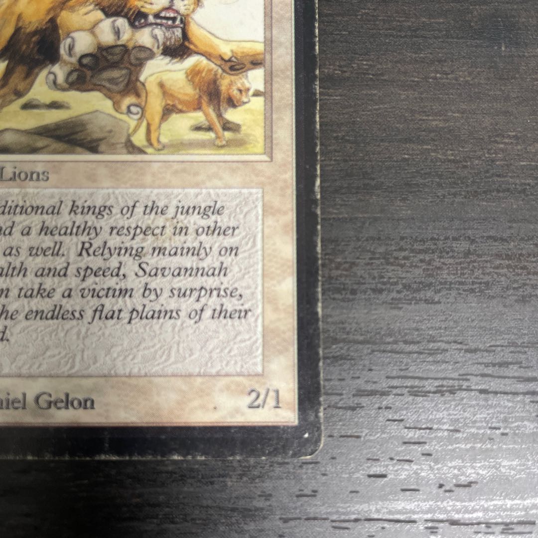 Savannah Lions/Savannah Lions LEB