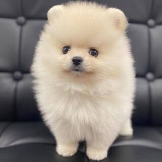 ペキニーズ様 専用