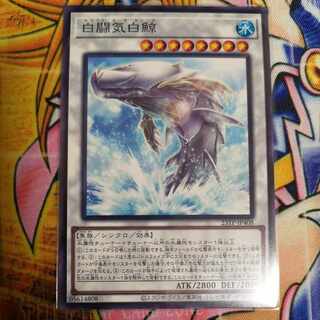 White Aura Whale Normal 23TP-JP408