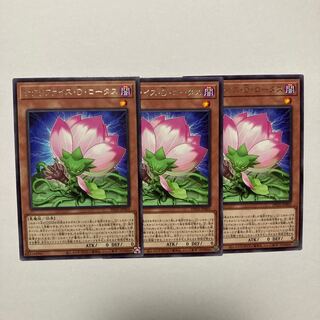 Relinquished D. Lotus Rare PHNI-JP003