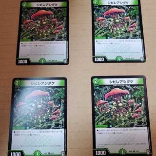 シビレアシダケ