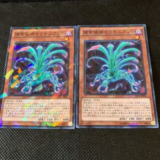 捕食植物セラセニアント P-N