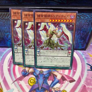 P屋　No.188 捕食植物トリアンティス 【ノー】