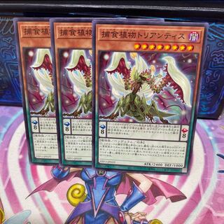 P屋　No.190 捕食植物トリアンティス 【ノー】×3