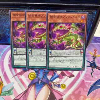 P Shop No.192 Prey Upon Plant Bufolicula [no] x 3