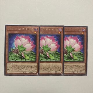 Relinquished D. Lotus Rare PHNI-JP003