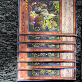 Traptrix Vesiculo Normal JP016