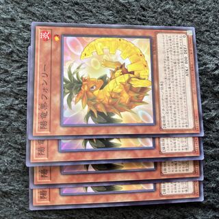 陽竜果フォンリー ノーマル JP031