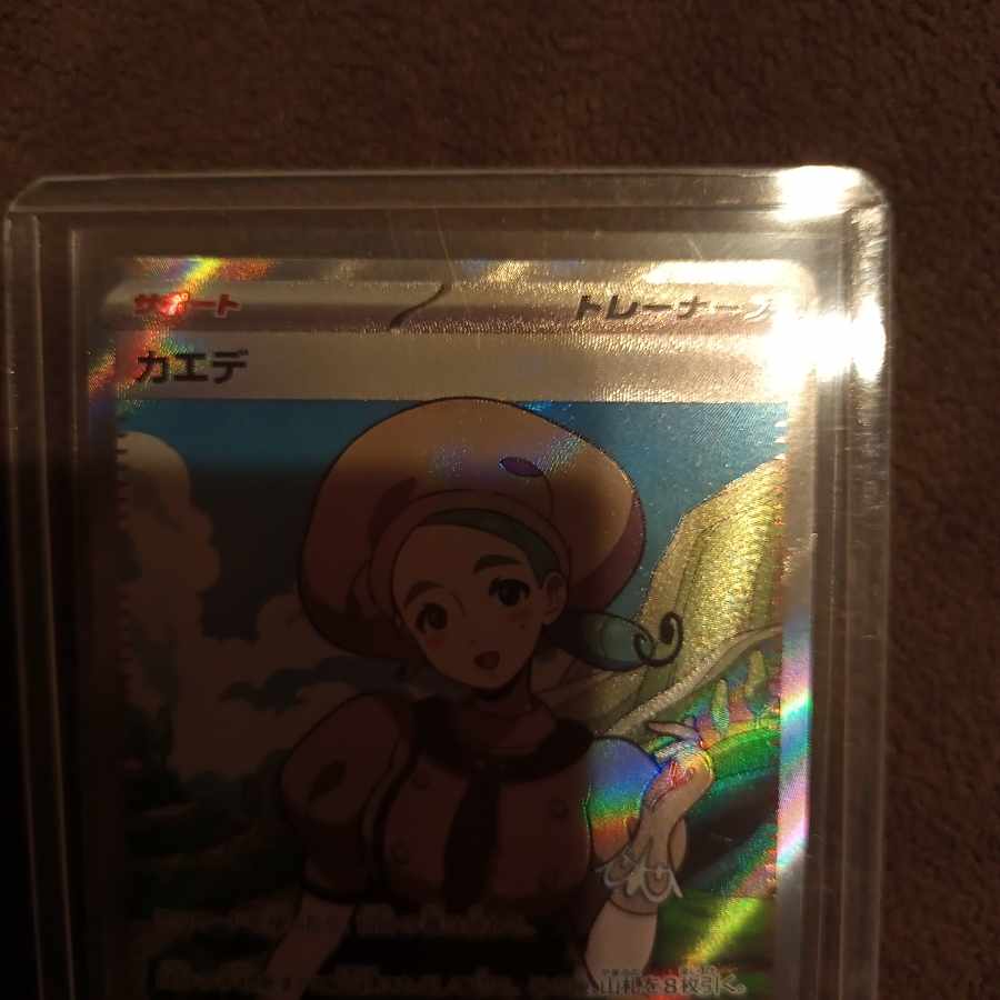 maple (tree) (Acer spp.)