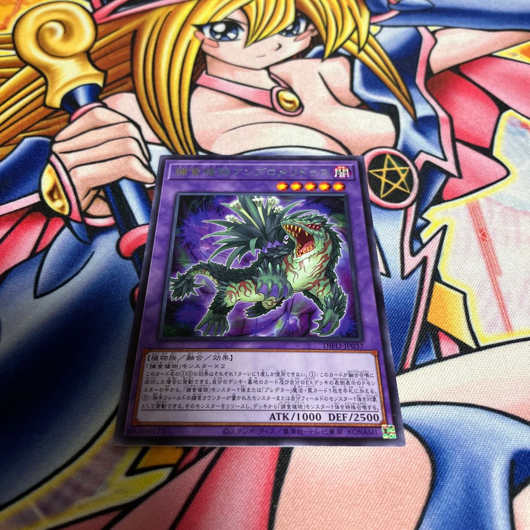 Prey Upon Plant Ambromeridus Rare JP037