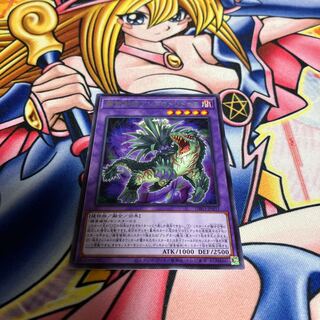 捕食植物アンブロメリドゥス レア JP037