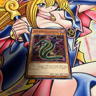 捕食植物ダーリング・コブラ ノーマル JP010