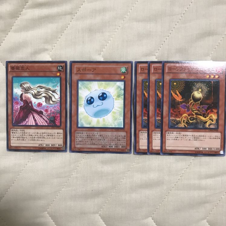 ローンファイア・ブロッサム　スポーア　薔薇恋人