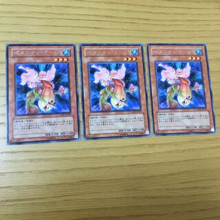 ボタニティ・ガール R 3点セット