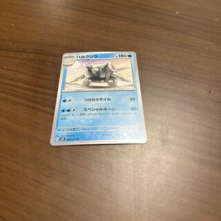 Baird's beaked whale (Berardius bairdii)