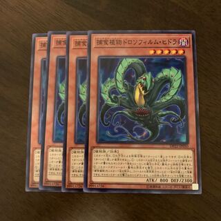 捕食植物ドロソフィルム・ヒドラ ノーマル JP050