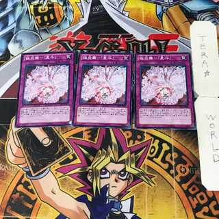 極炎舞-「星斗」 2 ノーマル 3枚セット てら